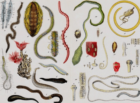 The types of parasites