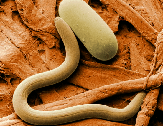 nematodes